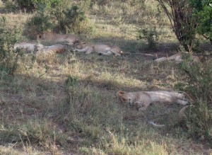 Young lions sleeping (c) Fraser Hutt