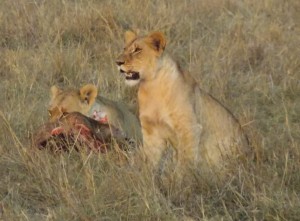 Lions at a kill as the sun set over the Mara (c) Fraser Hutt