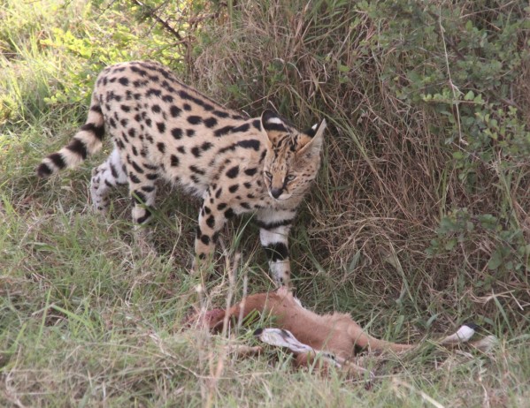 A serval and its kill (c) Duncan Hutt